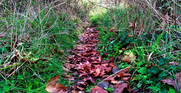 Pequeno Caminho Outono Floresta Coberta Com Folhas Coloridas — Fotografia de Stock