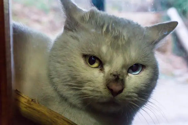 Farklı renkli gözlü pencereden bakarak kirli beyaz bir kedi
