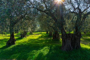 Delphi Yunanistan'da bir Zeytin bahçesinde eski zeytin ağaçları