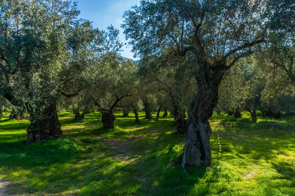 Delphi Yunanistan'da bir Zeytin bahçesinde eski zeytin ağaçları