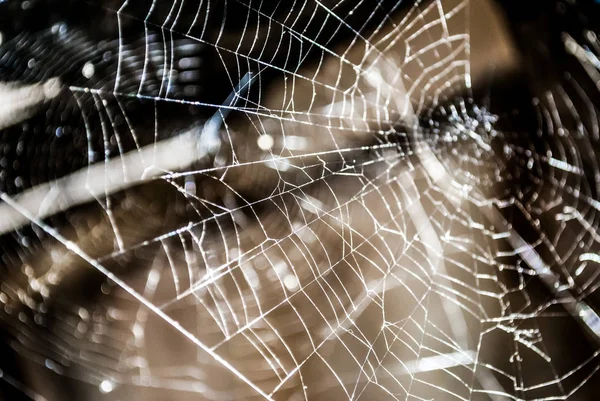 Makro Bliska Web Spider — Zdjęcie stockowe