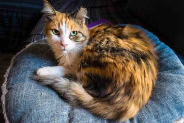 şirin kedi yastık üzerinde dinlenme