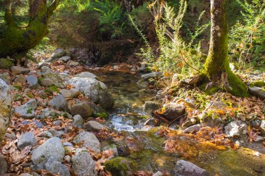 Doğal su akışı dağ Dirfi: Evia Yunanistan ormanında
