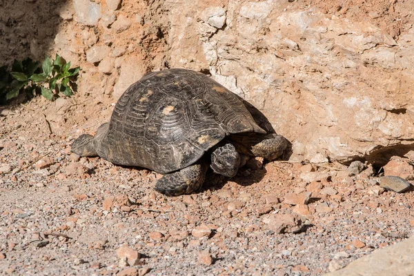 Kayalık bir arka plan üzerinde turtle