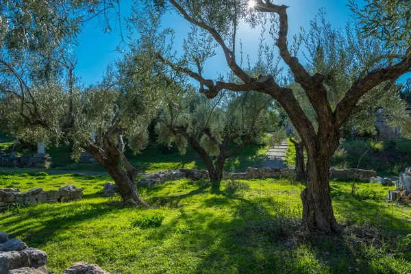 Olive Grove Kerameikos Atina'da sit alanı içinde görünüm