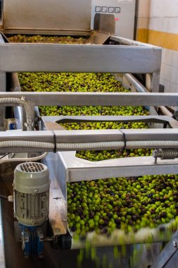 Zeytinyağı çıkarma işlemi bir zeytin yağı basın değirmen Yunanistan