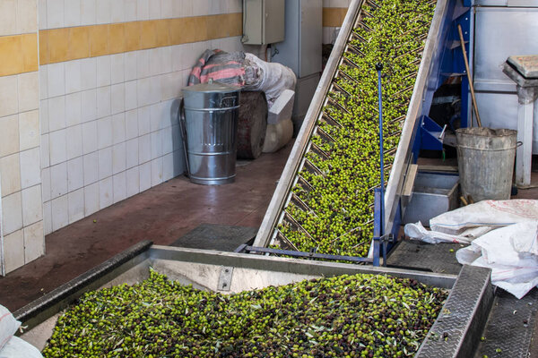 Olive oil extraction process in an olive oil press mill in Greece