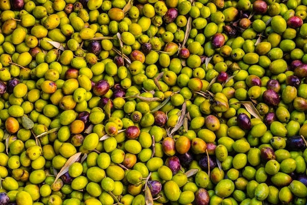 Yunan zeytin zeytinyağı ayıklamak için işlenmeye hazır yakın çekim