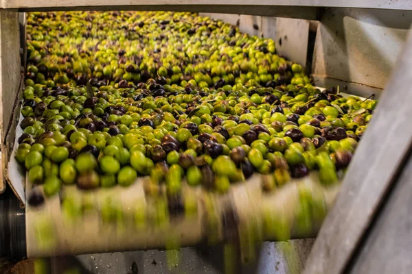 Zeytinyağı çıkarma işlemi bir zeytin yağı basın değirmen Yunanistan