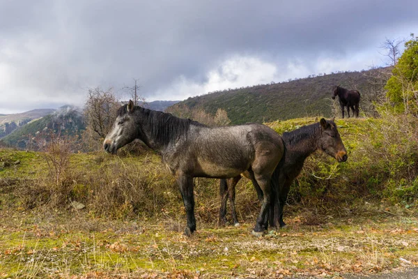 Cavalos Selvagens Montanha Dos Pindos Epiro Grécia — Fotografia de Stock