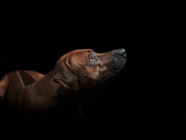 Siyah arka plan üzerine güzel köpek