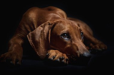 Siyah arka plan üzerine güzel köpek