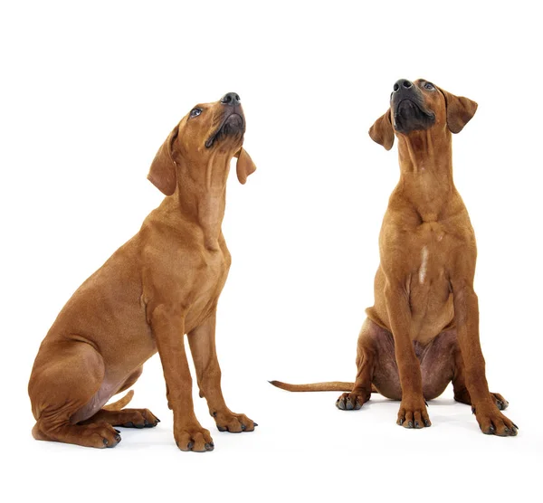 Hermoso Perro Sobre Fondo Blanco —  Fotos de Stock