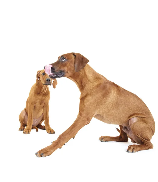 Cão Bonito Fundo Branco — Fotografia de Stock