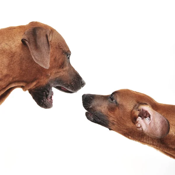 Cão Bonito Fundo Branco — Fotografia de Stock