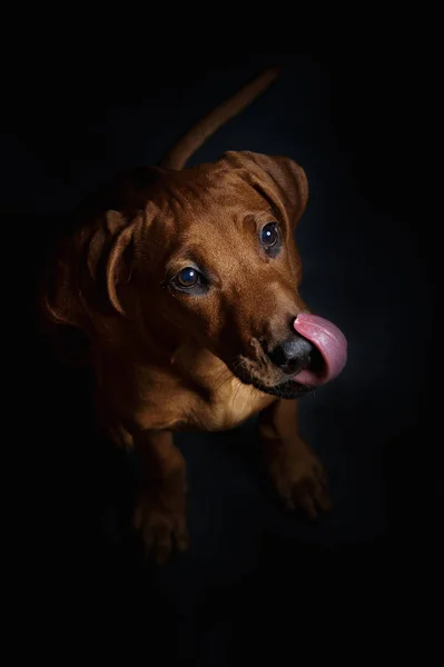 Beautiful Dog Black Background — Stock Photo, Image