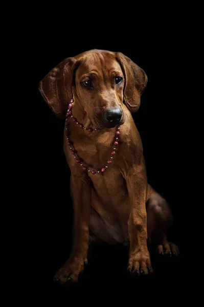 Красива Собака Чорному Тлі — стокове фото
