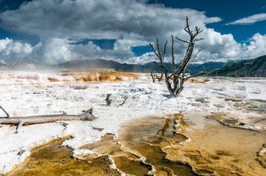 Ölü ağaçlar ve mamut Kaplıcalar Traverten concretions Yellowstone Milli Parkı'nda