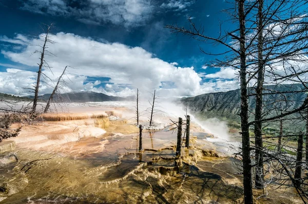 Abgestorbene Bäume Und Heiße Mammutquellen Travertin Konkretionen Yellowstone Nationalpark — Stockfoto