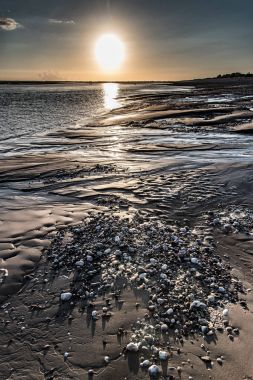 Çakıl taşları ve kabukları düşük tide gündoğumu, plaj