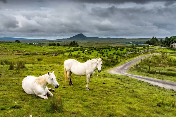White horses in Ireland