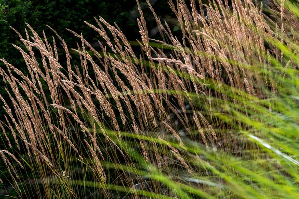 Wheat and grass — Stock Photo, Image