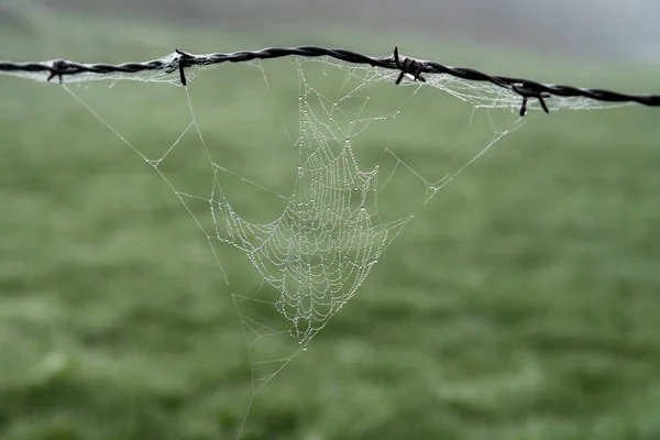 Spider Wove Its Web Barbed Wire Fence Morning Dew Has — Stock Photo, Image