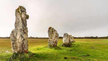 Brittany 'de ayakta duran taşlar. Yeşil bir çayırda ve gri bir gökyüzünün altında menekşelerin hizalanması.