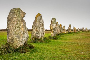 Brittany 'de ayakta duran taşlar. Yeşil bir çayırda ve gri bir gökyüzünün altında menekşelerin hizalanması.