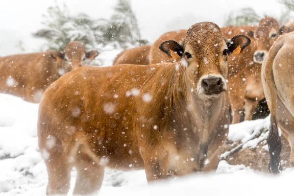 Vaches et veaux sous une tempête de neige — Photo