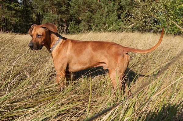 Uzun çimlerin üzerinde duran ve yerdeki bir şeye bakan bir köpek. Breed: Rodezya Riddgeback.