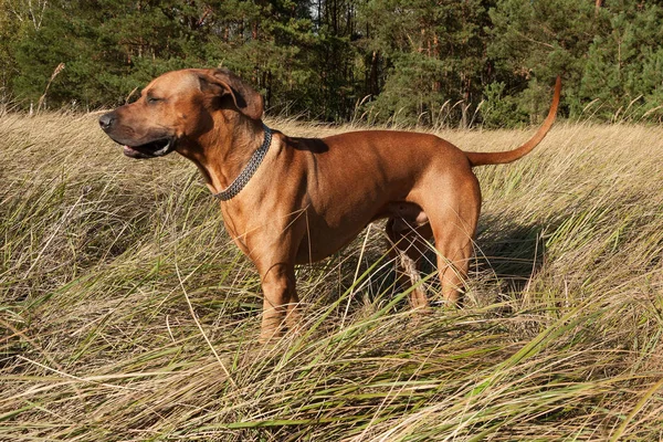 Pies Myśliwski Stojący Wysokiej Trawie Rasa Rhodesian Ridgeback — Zdjęcie stockowe