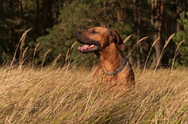 Bir av köpeği uzun otların üzerinde duruyor, koştuktan sonra dinleniyor. Breed: Rodezya Riddgeback.
