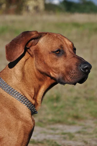 サバンナに座っている狩猟犬の肖像画 ローデシアリッジバック — ストック写真