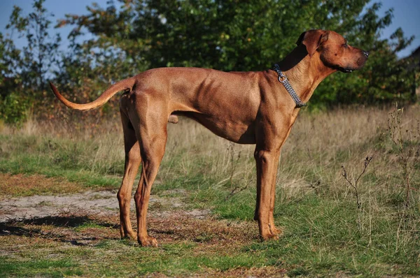 Savanada duran bir av köpeği. Breed: Rodezya Riddgeback.