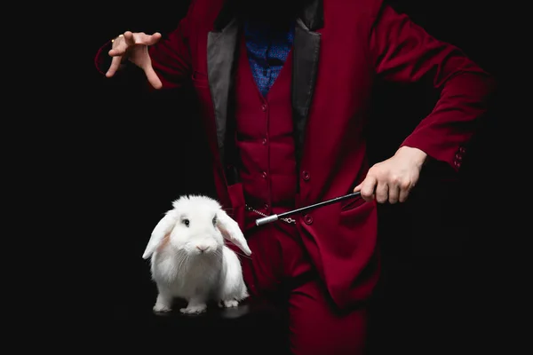 Чарівник показує трюк із зникненням білого кролика у валізі чарівна паличка, чорний фон — стокове фото