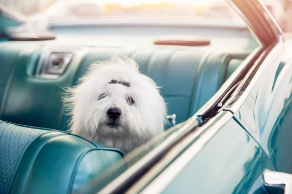 Dog Shih tzu beautiful with haircut sits on armchair in retro car, window is down, look into camera. Animals travel concept — Stock Photo, Image