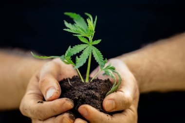 Yavaşça onun esrar bitkiler için zengin toprak tutan el