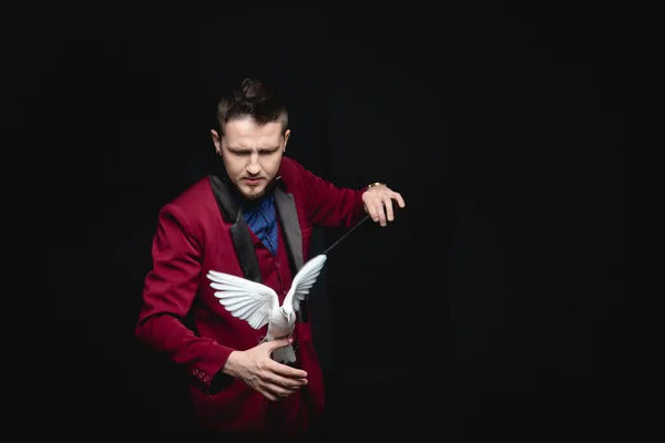 Чарівник показує трюк з навченим білим голубом птахом і чарівною паличкою — стокове фото