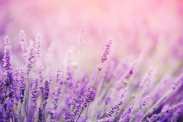 薰衣草,紫色色调的阳光. 梦幻的不可思议的艺术形象，复制空间 — 图库照片
