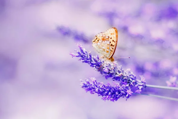 Borboleta em lavanda brilhando luz solar na natureza tons roxos, macro. Fabulosa imagem artística mágica de sonho, espaço de cópia — Fotografia de Stock