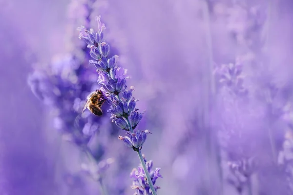 Bella ape impollina campo di fiori di lavanda, luce del sole, tono viola, foto macro. Estate paesaggio naturale con spazio copia — Foto Stock