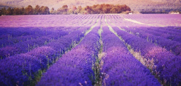 Levandulové pole na slunci, Provence, Francie. Řádky sahají do vzdálenosti. Fialový tón — Stock fotografie