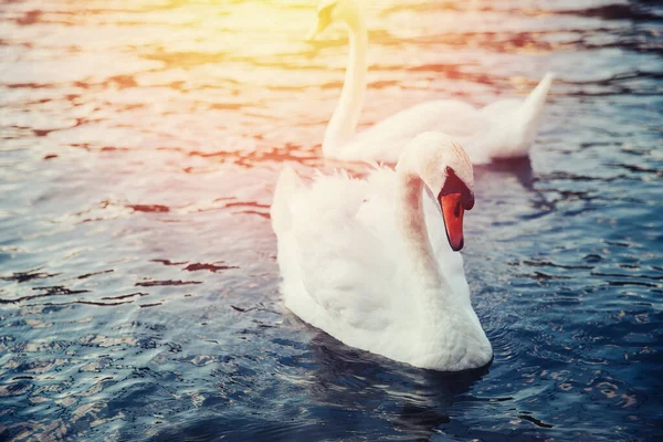 Swan on blue water of lake, looks into camera, sunlight — Stock Photo, Image