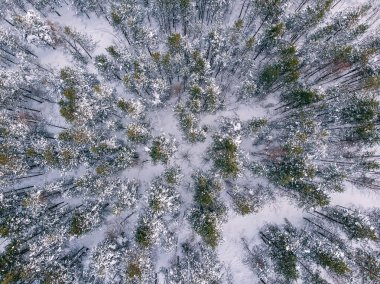 En iyi manzara kar ağaçları ve iğne yapraklı orman. Hava fotoğrafı