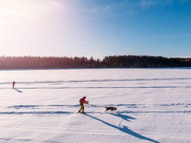 Kayak yapan adam kışın kar yolunda kızak köpeğini gezdirir. Aktif eğlence kavramı. Havadan üst görünüm