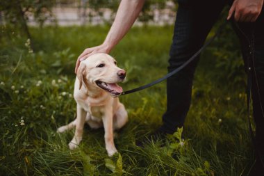 Adamın biri labrador köpeğini tuvalet yapmaktan alıkoydu. Parktaki asfaltta idrara ihtiyacı var.