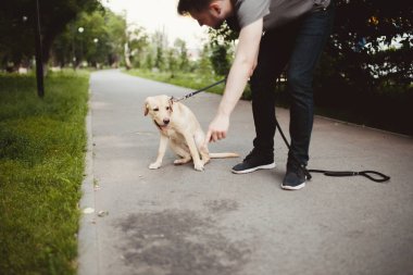 Adamın biri labrador köpeğini tuvalet yapmaktan alıkoydu. Parktaki asfaltta idrara ihtiyacı var.
