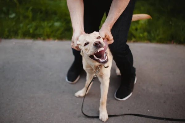 La rabia es un perro. hombre trata de hacer frente a la mascota doméstica, que ataca sus dientes y el mal . — Foto de Stock