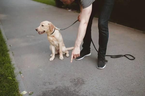 Mann stört Labrador-Hund daran, dass Toilette Urin auf Asphalt im Park braucht — Stockfoto